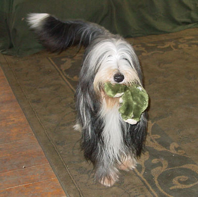 Baillie 5 years old playing with his toy in the family room.
